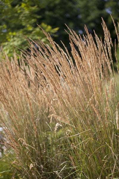 Calamagrostis x acutiflora 'Karl Foerster', Reitgras, 3-5 Liter Container