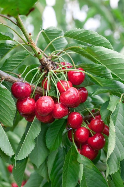 Prunus avium 'Lapins', Süßkirsche, selbstfruchtend, 150–200 cm