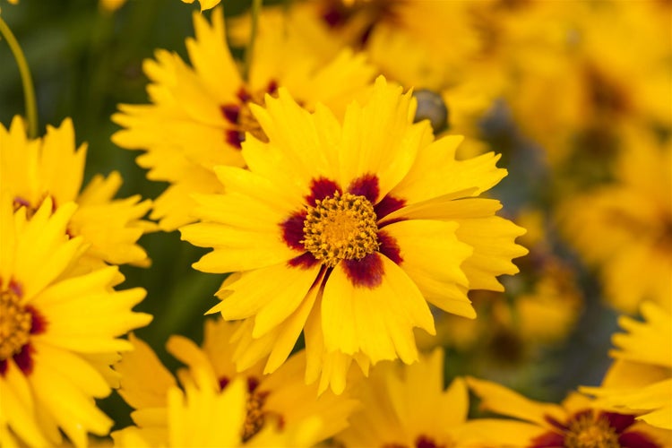 Coreopsis lanceolata 'Sterntaler', Mädchenauge, gelb, ca. 9x9 cm Topf