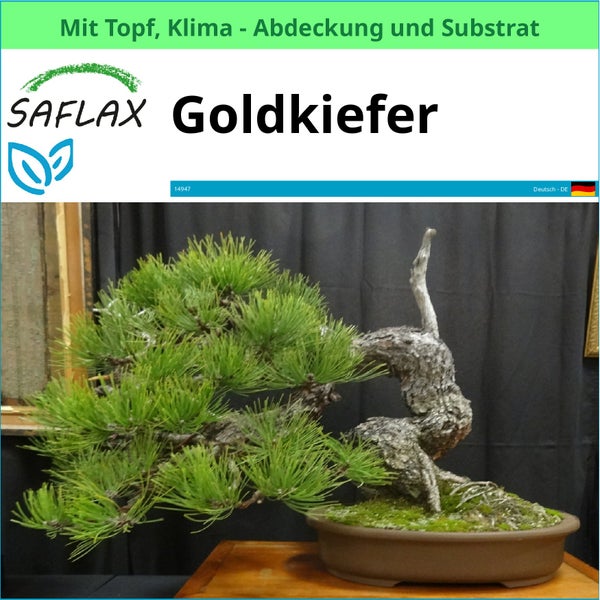 Goldkiefer im Topf mit Klimaabdeckung und Substrat