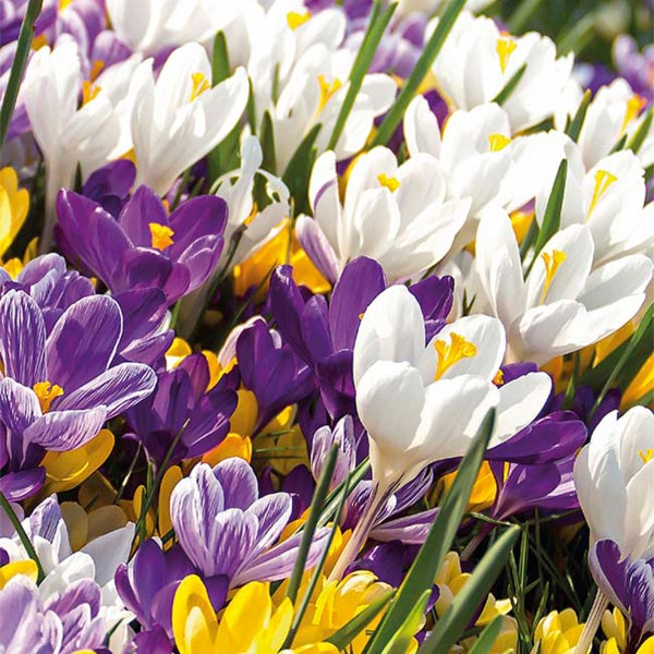 Bloomique Mischung aus 40 Krokusse Krokusse HORNBACH