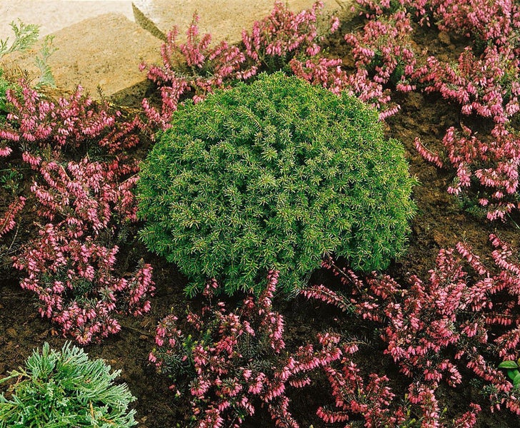 Picea abies 'Echiniformis', Fichte, kompakt, 40–50 cm