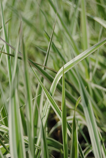Phalaris arundinacea, Rohrglanzgras, ca. 9x9 cm Topf