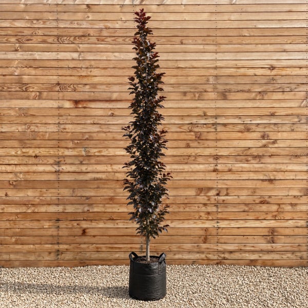 Säulenbuchen Baum in einem schwarzen Pflanzgefäß vor einer Holzfassade