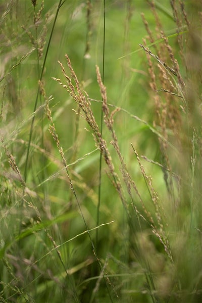 Molinia arundinacea 'Karl Foerster', Pfeifengras, ca. 9x9 cm Topf
