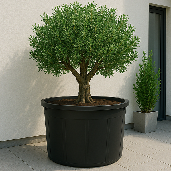 Olivenbaum in schwarzem Pflanzgefäß auf einer Terrasse