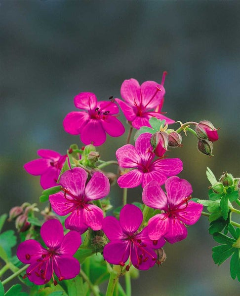 Blütenstand mit rosa Storchschnabelblüten