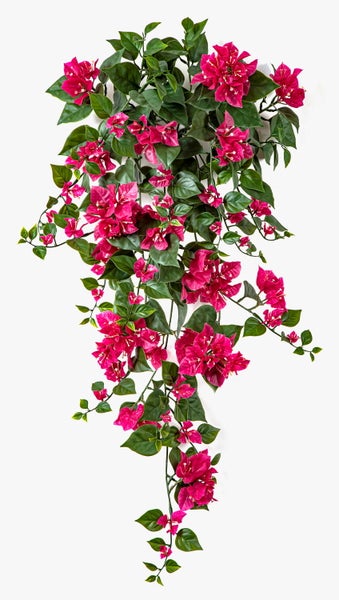 Nahaufnahme einer Bougainvillea mit pinken Blüten und grünen Blättern.