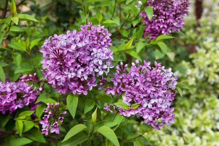Syringa chinensis 'Saugeana', Chinesischer Flieder, purpurrot, 60–100 cm