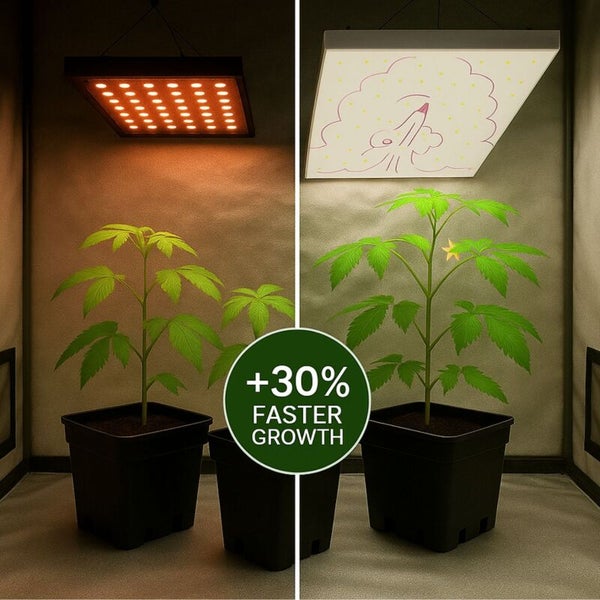 Vergleich von Pflanzenwachstum unter verschiedenen LED-Pflanzenlampen mit Hinweis auf plus 30 Prozent schnelleres Wachstum.