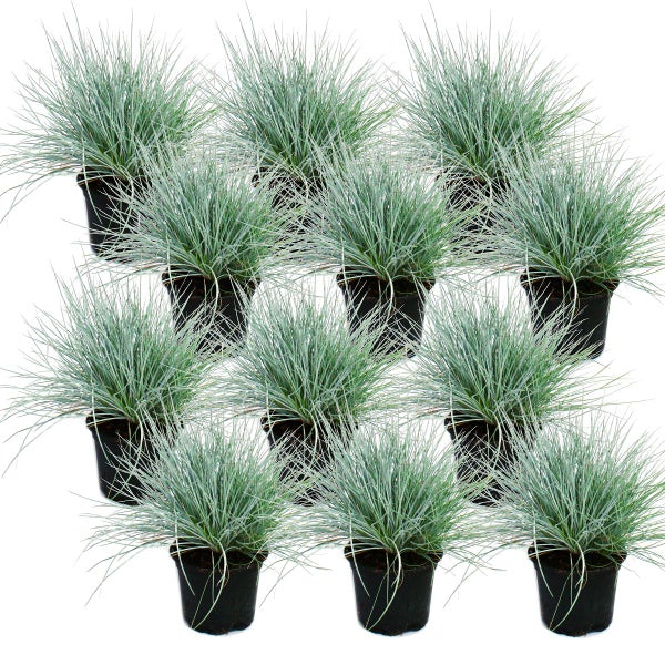 BlauschwingelGras Festuca glauca Set mit 12 Pflanzen HORNBACH