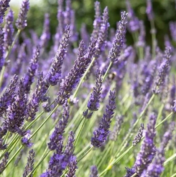 Blühender Lavendel mit violetten Blütenähren auf grünen Stielen.