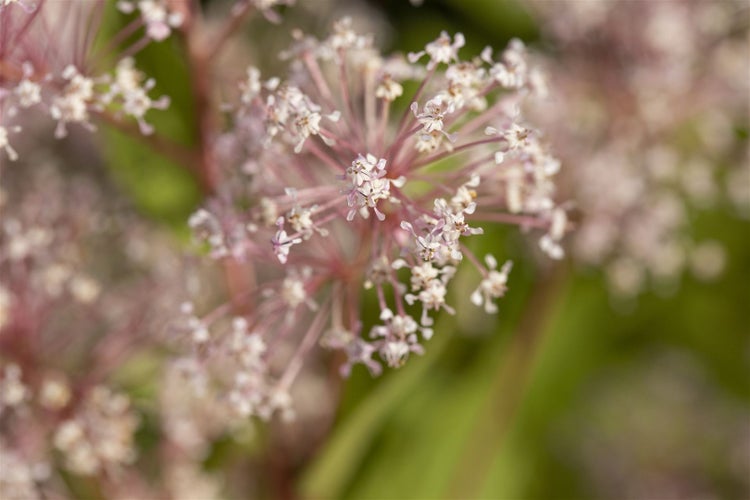Nahaufnahme einer Doldenblüte