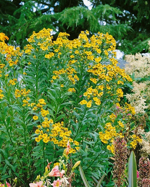 Hoher Sonnenhut mit gelben Blüten im Garten.