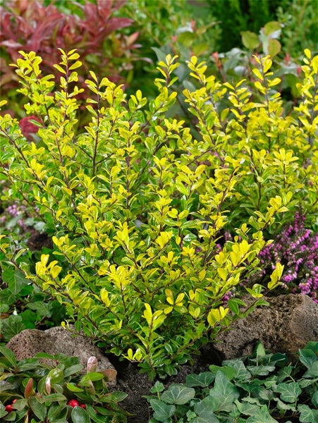 Ilex crenata 'Golden Rock', Japanische Stechpalme, goldgelb, 60–80 cm