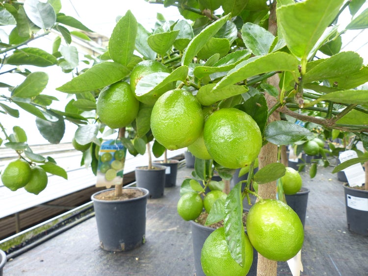 echte Caipi Limette Caipirinha Limettenbaum Citrus Lime 70 - 90 cm Zitruspflanze