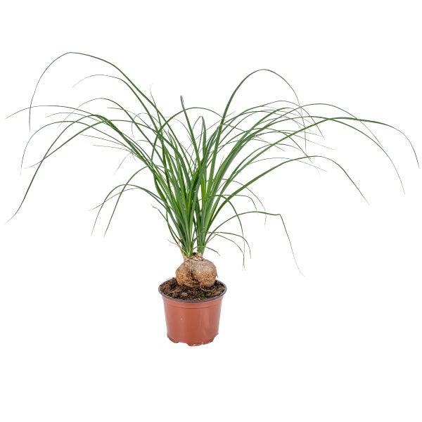 Beaucarnea nolina 'Recurvata' - Elefantenfuß - Pflegeleicht - ⌀12 - ↕30 cm