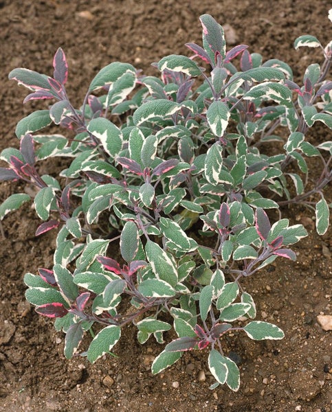Buntblättriger Salbei im Gartenbeet
