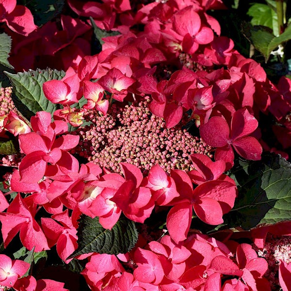 Nahaufnahme einer Rispenhortensie mit Blüten