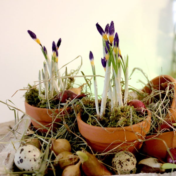Frühlingsdekoration mit lilafarbenen Krokuszwiebeln in kleinen Tontöpfen, umgeben von Moos, Stroh und gesprenkelten Wachteleiern.