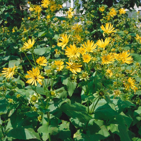 Gelbe Scheinsonnenblume im Garten