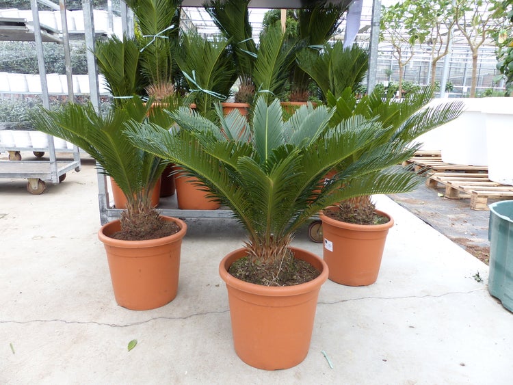 Mehrere Palmfarne Cycas revoluta in Kunststofftöpfen in einem hellen, organisierten Gartencenter.