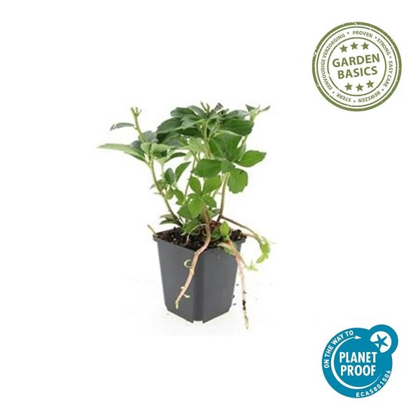 Erdbeerpflanze im Kunststofftopf mit Garden Basics Siegel für einfache Pflege und PlanetProof Zertifizierung für nachhaltigen Anbau.