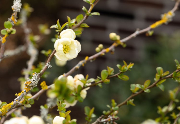 Nahaufnahme von Zierquittenblüten und Ästen