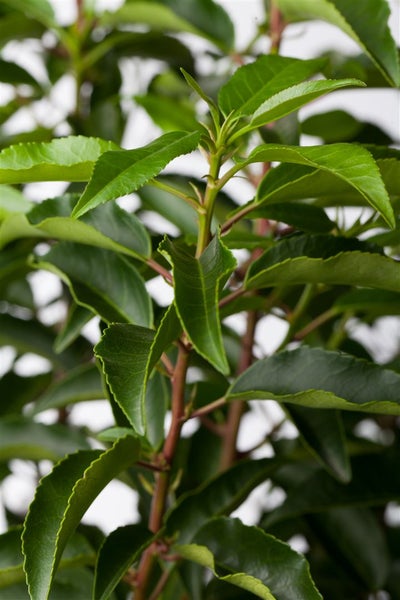 Prunus lusitanica, Portugiesischer Lorbeer, immergrün, 80–100 cm