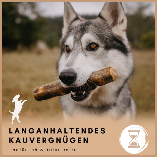 Huskie mit Kauholz für langanhaltenden Kauspass