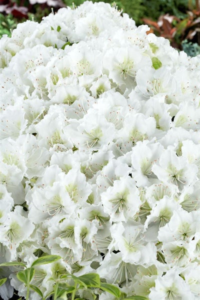 Rhododendron obtusum 'Maischnee', weiß, 20–25 cm