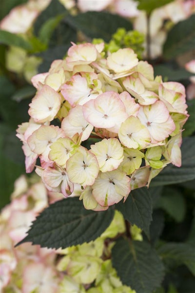 Hydrangea serrata 'Preziosa', Hortensie, rosa-rot, 40–60 cm