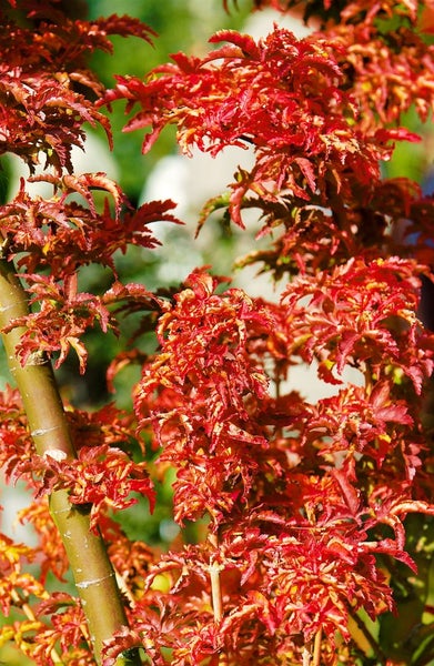 Japanischer Ahorn mit roten Blättern.