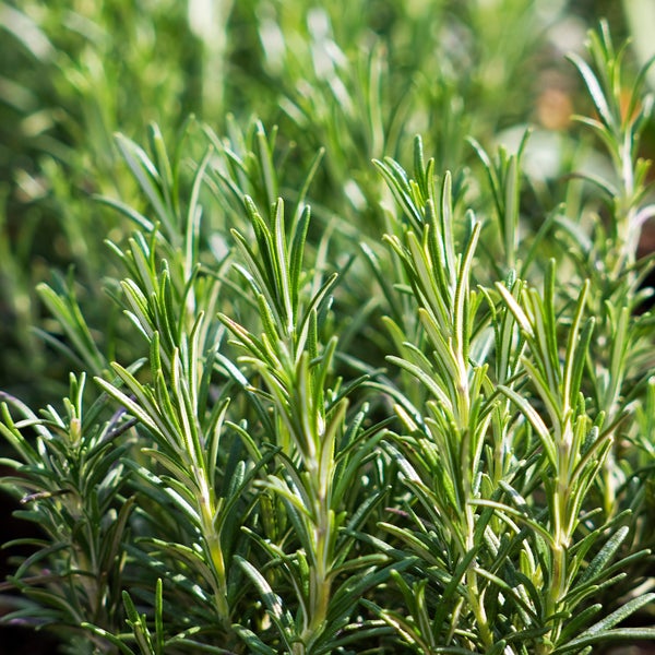 Drei Rosmarinpflanzen in Töpfen