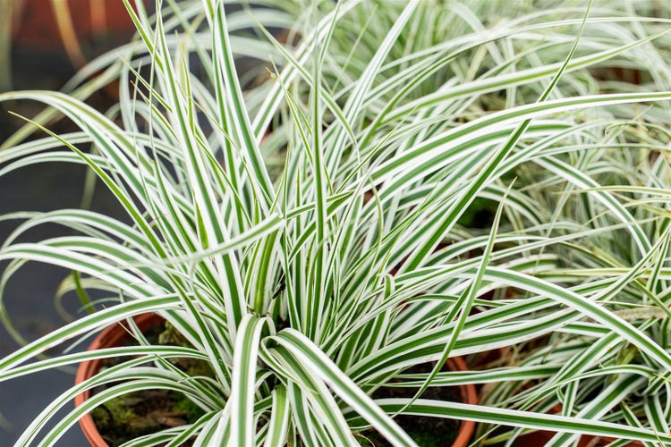 Carex oshimensis 'Everest', Japan-Segge, grün-weiß, ca. 9x9 cm Topf