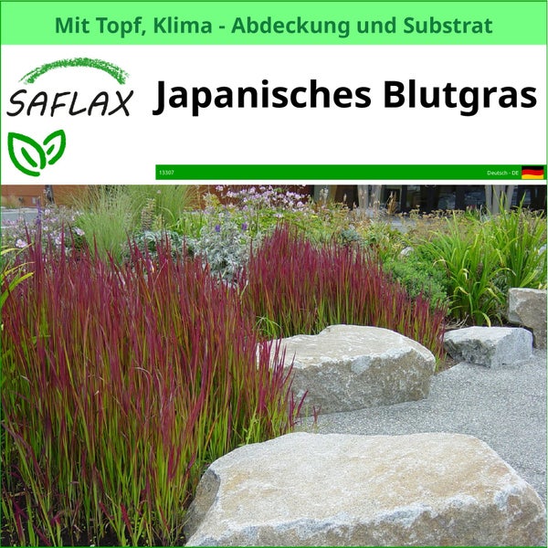 Japanisches Blutgras im Garten mit Steinen