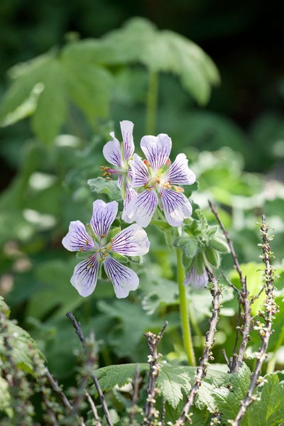 Nahaufnahme von Waldstorchschnabelblüten im Garten