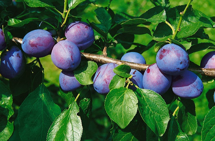 Prunus domestica 'Herman', Pflaume, 150–200 cm, süß und saftig