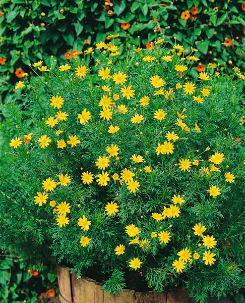 Euryops chrysanthemoides, Strauchmargerite, gelb, 2 Liter Container