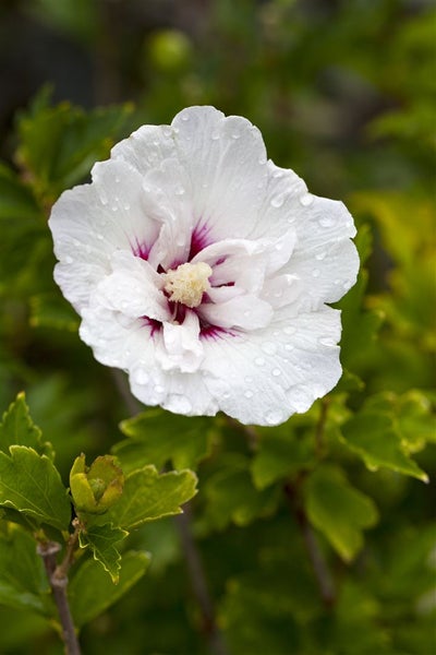Hibiscus syriacus 'Pinky Spot', Roseneibisch, rosa, 80–100 cm