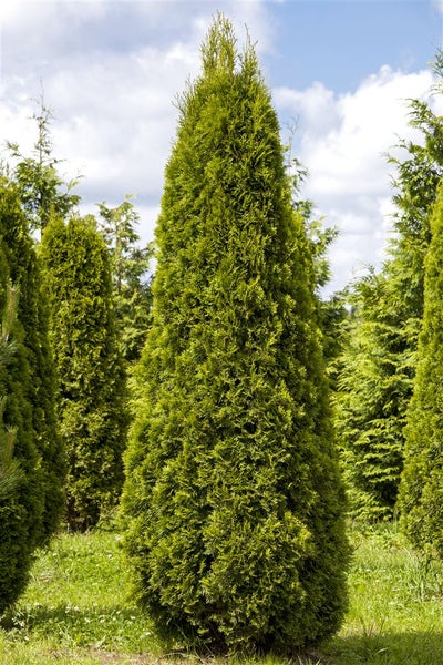 Thuja occidentalis 'Smaragd', Lebensbaum, immergrün, 100–120 cm