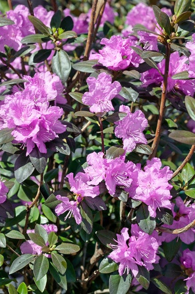 Rhododendron carolinianum 'P.J.Mezitt', rosa Blüten, 20–25 cm