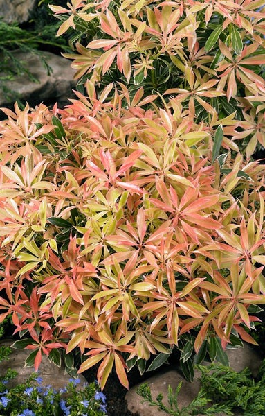Pieris japonica 'Flaming Silver', Japanische Lavendelheide, 20–25 cm