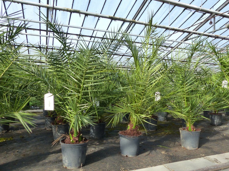 Palme 140 cm, Phoenix canariensis, kanarische Dattelpalme, kräftige Palmen Premium Qualität