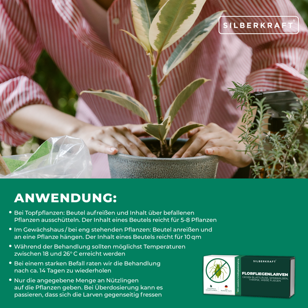 Florfliegenlarven gegen Blattläuse, Spinnmilben, Thripse, weiße Fliegen 1 Packung