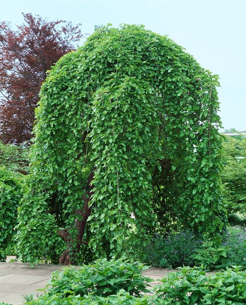 Eine ausgewachsene Hängebuche Fagus sylvatica Pendula mit herabhängenden Zweigen in einem Garten.