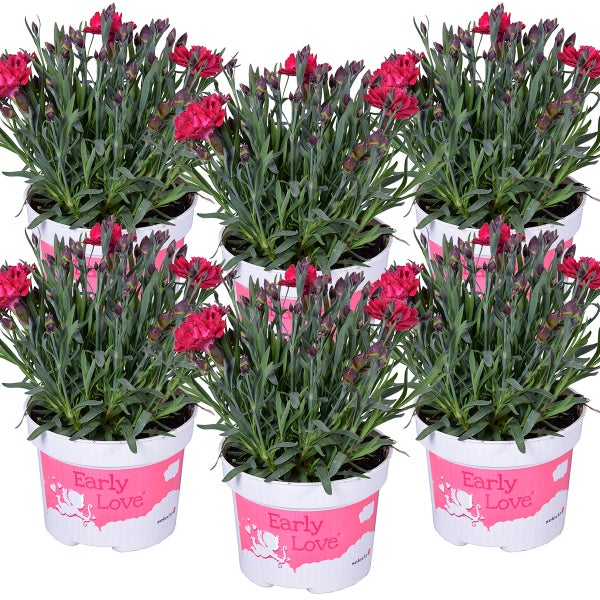 6x Dianthus diantica 'Early Love' - Nelke - Einjährig - Bienenfreundlich – ⌀10,5 cm - ↕10-15 cm