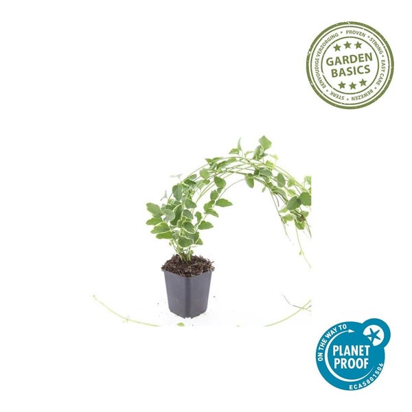 Kletterpflanze mit bogenförmigen Ranken und grün-weißen Blättern im schwarzen Kunststofftopf, Garden Basics Logo, Planet Proof Zertifizierung.