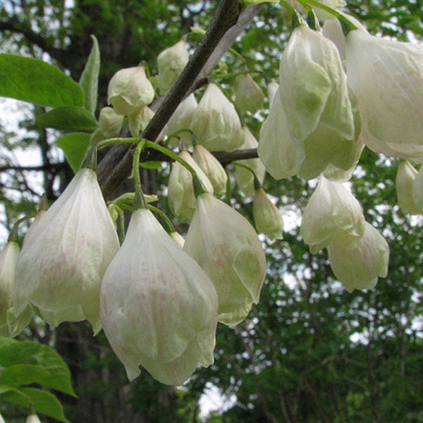Blütenstände des Schneeglöckchenbaums mit glockenförmigen Blüten