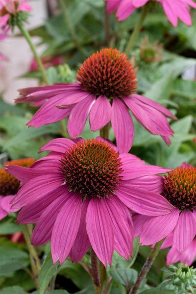 Echinacea purpurea 'PowWow Wild Berry', Purpursonnenhut, ca. 9x9 cm Topf